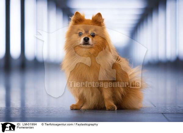 Pomeranian / Pomeranian / LM-01994