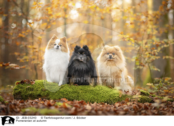 Pomeranian im Herbst / Pomeranian at autumn / JEB-03240