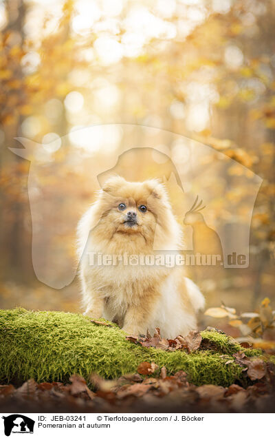 Pomeranian im Herbst / Pomeranian at autumn / JEB-03241