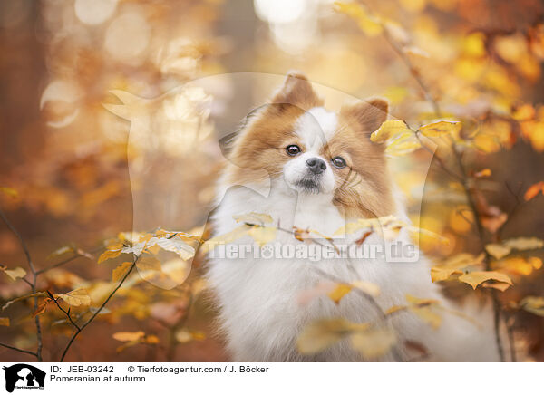 Pomeranian im Herbst / Pomeranian at autumn / JEB-03242