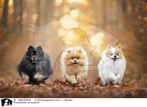 Pomeranian im Herbst / Pomeranian at autumn / JEB-03245