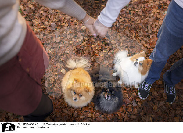 Pomeranian im Herbst / Pomeranian at autumn / JEB-03246