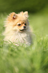 sitting Miniature Spitz