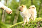 standing Miniature Spitz