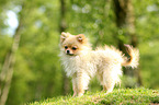 standing Miniature Spitz