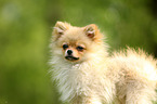 Miniature Spitz Portrait