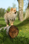 standing Miniature Spitz