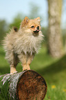 standing Miniature Spitz