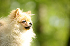 Miniature Spitz Portrait