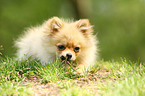 lying Miniature Spitz