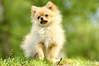 sitting Miniature Spitz