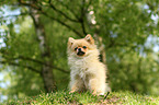 sitting Miniature Spitz