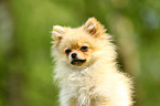 Miniature Spitz Portrait