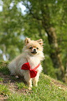 sitting Miniature Spitz