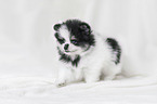 Pomeranian Puppy in front of white background