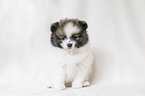 Pomeranian Puppy in front of white background