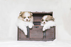 Pomeranian Puppies in front of white background