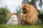 Pomeranian and British Longhair Kitten