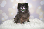 sitting Pomeranian