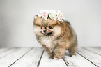 Pomeranian with wreath of flowers