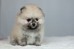 Pomeranian puppy