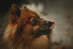 red Miniature Spitz