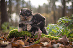 Pomeranian Puppy