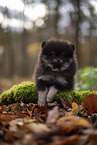 Pomeranian Puppy