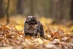 Pomeranian Puppy