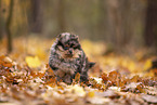 Pomeranian Puppy