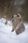 Pomeranian puppy in winter