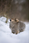 Pomeranian puppy in winter