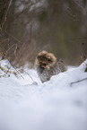 Pomeranian puppy in winter