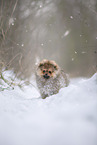 Pomeranian puppy in winter