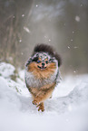 male Pomeranian