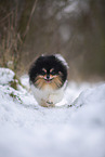 female Pomeranian