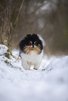 female Pomeranian