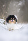 female Pomeranian