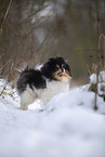 female Pomeranian