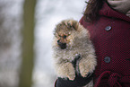 Pomeranian puppy in winter