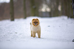 young male Pomeranian