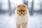 young male Pomeranian