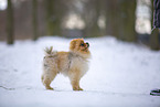 young male Pomeranian