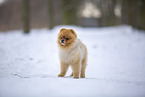 young male Pomeranian