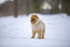 young male Pomeranian