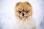 young male Pomeranian