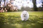 white Pomeranian puppy