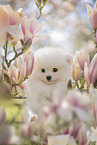 white Pomeranian puppy