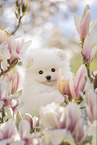 white Pomeranian puppy