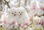 white Pomeranian puppy